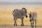 Zebra and Juvenile Zebra on the Maasai Mara, Kenya