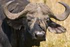 Cape Buffalo with a Yellow-Billed Oxpecker, Kenya