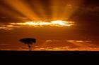 Sunrise, Maasai Mara, Kenya