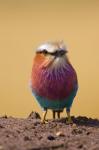 Lilac-breasted Roller bird, Maasai Mara, Kenya