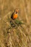 Rosy-breasted Longclaw bird, Maasai Mara Kenya