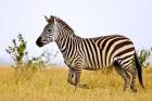 Zebras Herding in The Fields, Maasai Mara, Kenya