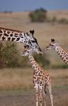 Maasai Giraffe, Masai Mara, Kenya