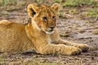 Lion Cub Laying in the Bush, Maasai Mara, Kenya