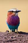 Lilac-Breasted Roller, Maasai Mara, Kenya