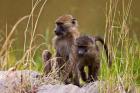 Baboons in the bush in the Maasai Mara Kenya. (RF)