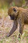 Baboons Hanging Around, Maasai Mara, Kenya