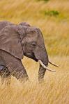 African Elephant Grazing, Maasai Mara, Kenya