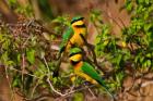 Little Bee-eater tropical bird, Maasai Mara, Kenya