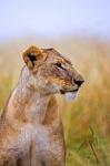 Lion Sitting in the High Grass, Maasai Mara, Kenya