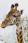 Maasai Giraffe Feeding, Maasai Mara, Kenya