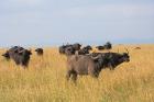 African Buffalo (Syncerus caffer), Mount Kenya National Park, Kenya