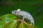 Chameleon on leaves, Nakuru, Kenya