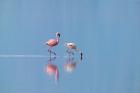 Lesser Flamingoes (Phoenicopterus minor), Lake Nakuru, Kenya