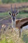 Thomson's Gazelle on the savannah, Maasai Mara National Reserve, Kenya
