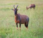 Topi (Damaliscus lunatus), Maasai Mara National Reserve, Kenya