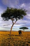 Solitary Elephant Wanders, Maasai Mara, Kenya