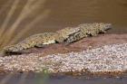 Nile Crocodiles on the banks of the Mara River, Maasai Mara, Kenya, Africa