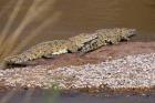 Nile Crocodiles on the banks of the Mara River, Maasai Mara, Kenya, Africa
