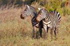 Pair of Zebras in Meru National Park, Meru, Kenya