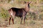 Female Ellipsen Waterbuck of East Africa, Meru, Kenya