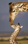 Giraffe, Masai Mara, Kenya