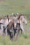 Grevy's Zebra, Kenya