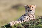 Cheetah, Kenya