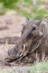 Warthog, Tsavo-West, Kenya