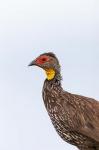 Yellow-necked Spurfowl, Lewa, Kenya