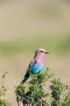 Lilac-breasted Roller sitting on a bush in the Maasai Mara, Kenya