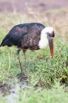 Woolly-necked Stork foraging. Maasai Mara, Kenya, Africa.