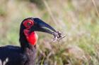 Southern Ground Hornbill foraging, Maasai Mara, Kenya