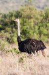 Maasai Ostrich, Tsavo-West National Park, Kenya