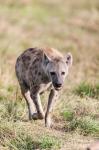 Spotted Hyena, Crocuta crocuta, in the Maasai Mara, Kenya, Africa.