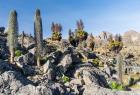 Landscape, Mount Kenya National Park, Kenya