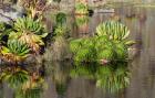 Plants of the water's edge, Mount Kenya National Park, Kenya