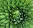 Close up of Giant Lobelia rosette of leaves, Kenya