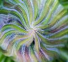 Swirling pattern in Giant Lobelia rosette of leaves, Kenya