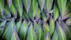 Purple edged leaves of the Giant Lobelia rosette, Kenya