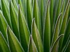 Giant Lobelia rosette of leaves, Kenya