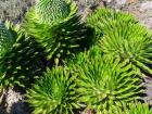 Giant Lobelia, Lobelia deckenii, in Mount Kenya NP, Kenya, Africa.