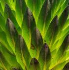 Giant Lobelia in Mount Kenya National Park, Kenya