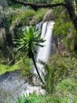 Giant Lobelia in Aberdare National Park, Kenya