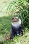 Sykes monkey foraging in the Aberdare NP, Kenya, Africa.