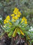 Giant Groundsel in the Mount Kenya National Park, Kenya