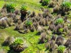 Landscape with Giant Groundsel in the Mount Kenya National Park, Kenya