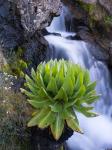 Giant Groundsel by the falls in the Mount Kenya National Park, Kenya