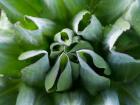 Close up of Giant Groundsel, Kenya