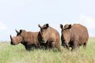 White rhinoceros, Kenya